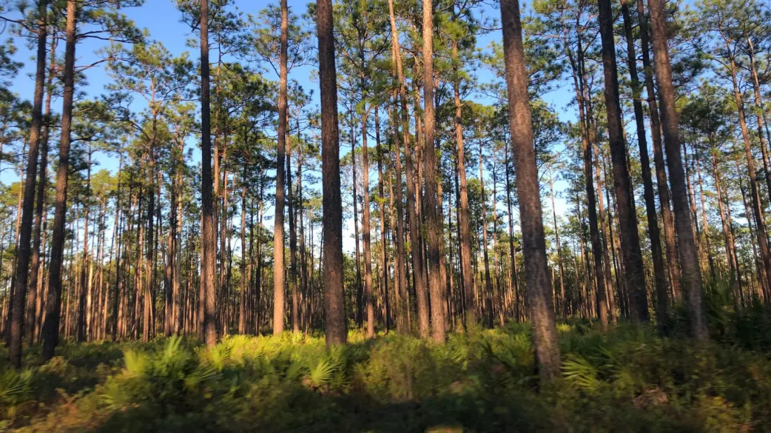 Apalachicola National Forest: Fishing, Swimming and Caves Just Outside Tallahassee