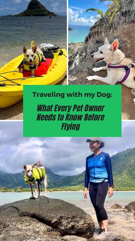 Thinking of Flying With Your Dog? Read This Honest Reality Check First