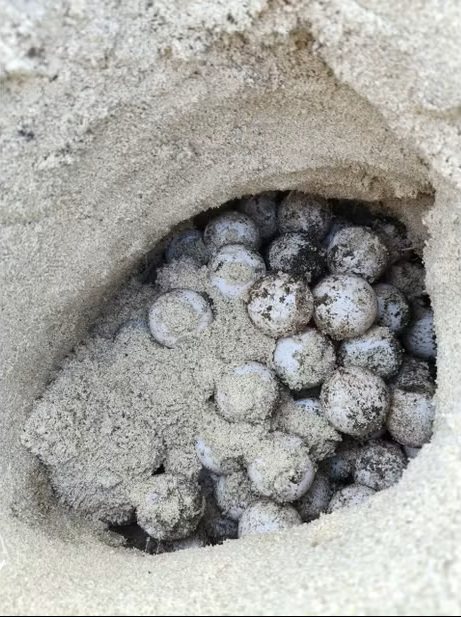 Green turtles keep coming back: sixth nest of the season found on Hòn Cau island