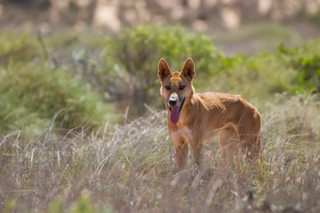 NSW's dingo inquiry could change how Australia's national parks handle wild dogs