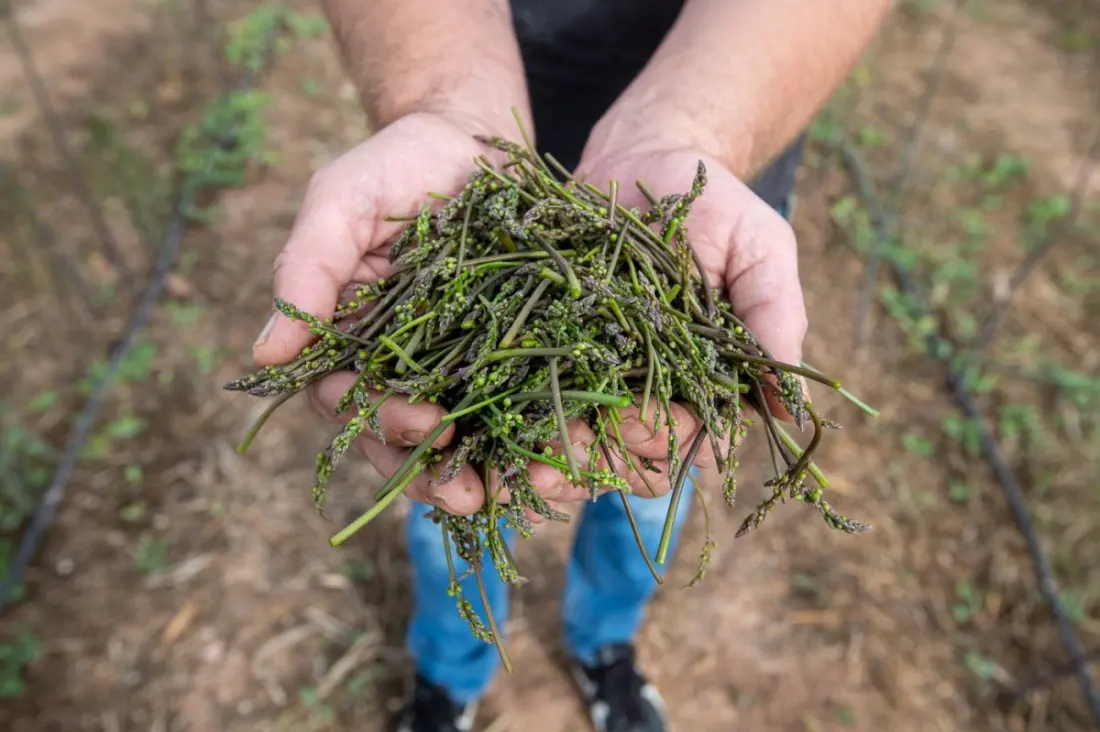In Alicante, One Farmer Is Growing Spain's Most Wanted Asparagus