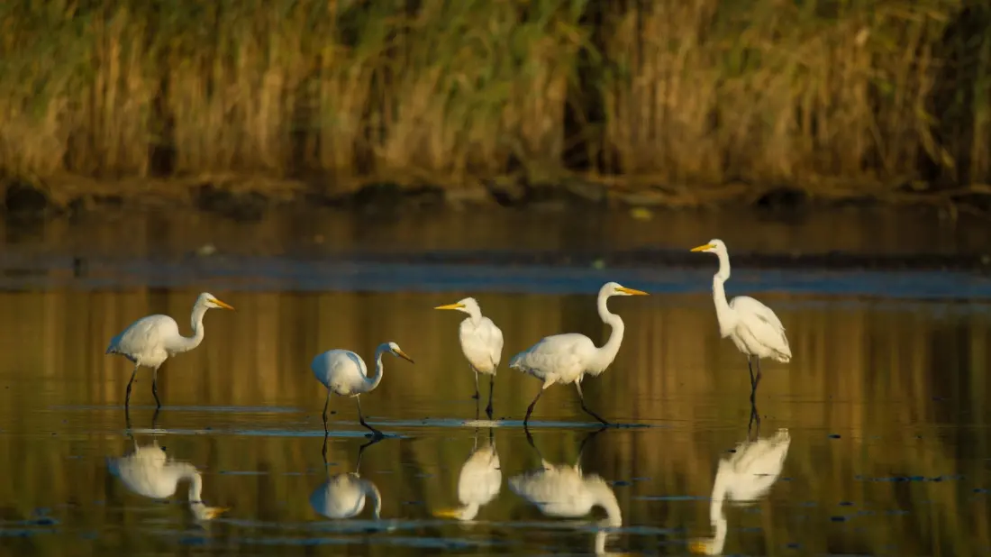 Richard W. DeKorte Park: New Jersey's Landfill-Turned-Wetland With Manhattan Skyline Views