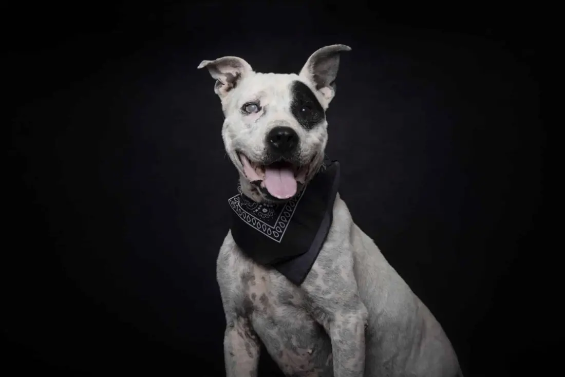 Adopt a dog or cat this Halloween at AlgarveShopping's spooky open day