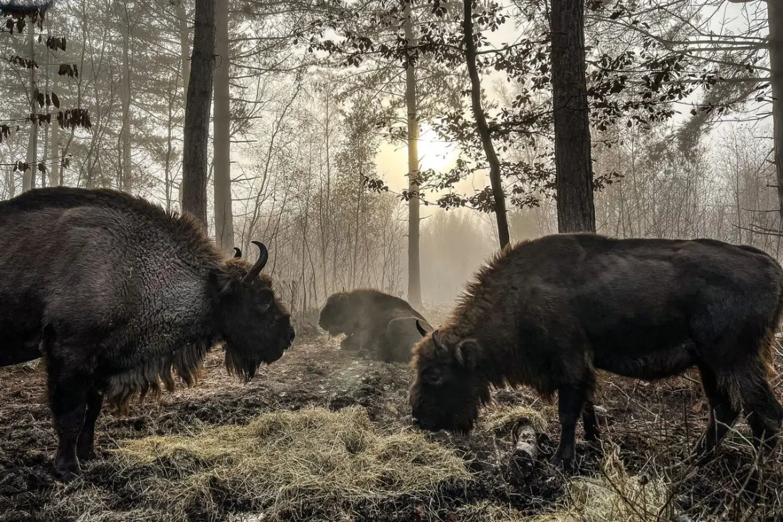 Beavers in London, bison in Kent: where to see Britain's returning wildlife this half-term