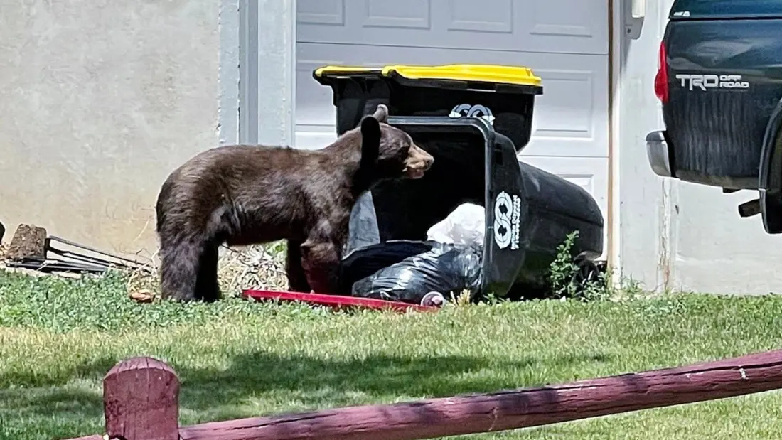 A Bear Died With Trash Bags in Its Stomach — Why Colorado's Crisis Matters to Travellers