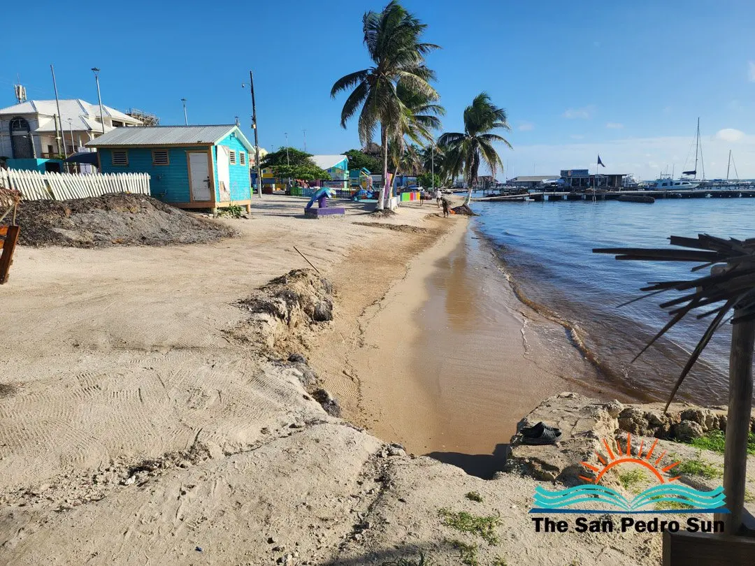 Sargassum Finally Retreats From San Pedro's Beaches After 38 Weeks of Cleanups