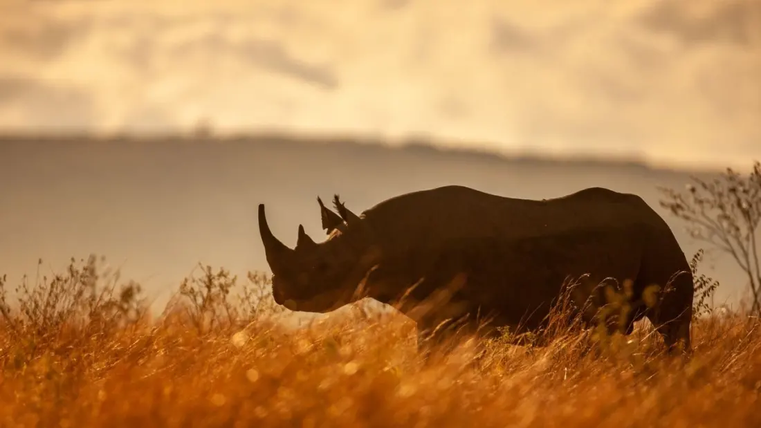 Northwest Namibia Is Having a Conservation Moment — and Three New Camps Prove It
