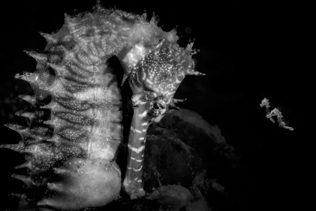 Amateur French Photographer Takes 2026 Ocean Photographer of the Year With a Seahorse Portrait From Moorea