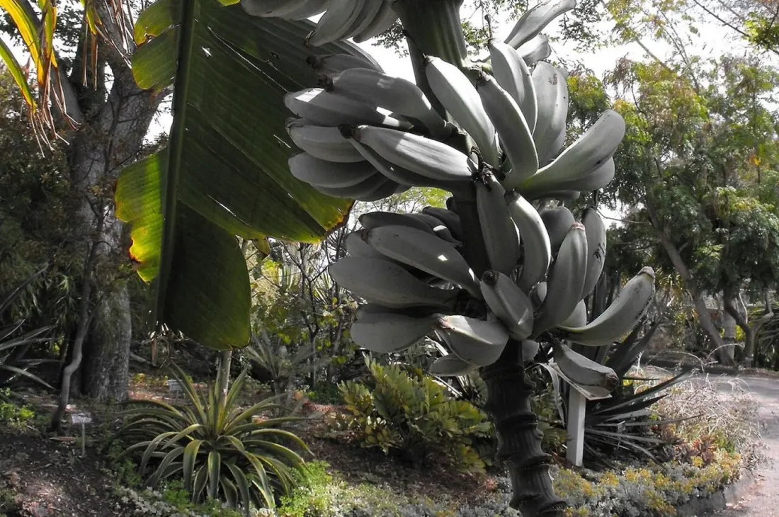 Blue Java: The 'Ice Cream' Banana With Silver-Blue Skin and a Vanilla Flavour