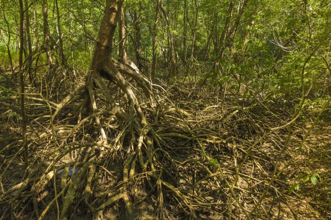 Playa Sámara Residents Fight to Bring Back a Mangrove Buried Under Decades of Fill