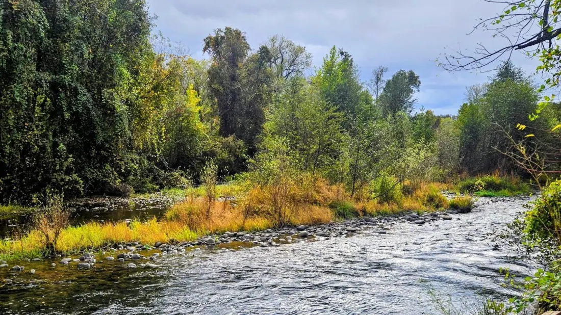 Battle Creek Wildlife Area: Salmon Runs, Bald Eagles and Easy Trails Half an Hour from Redding