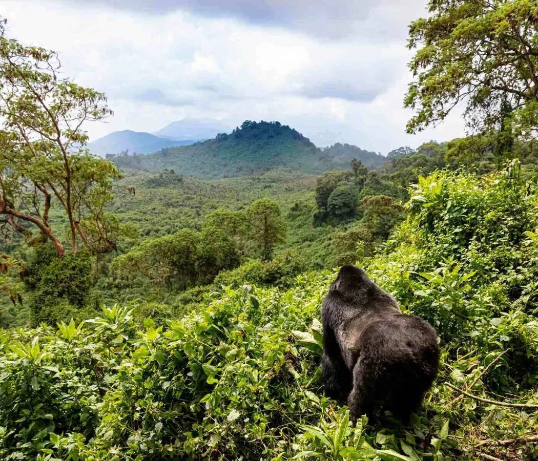 Flying into Kigali for gorilla trekking: why Rwanda's capital beats Entebbe as your starting point