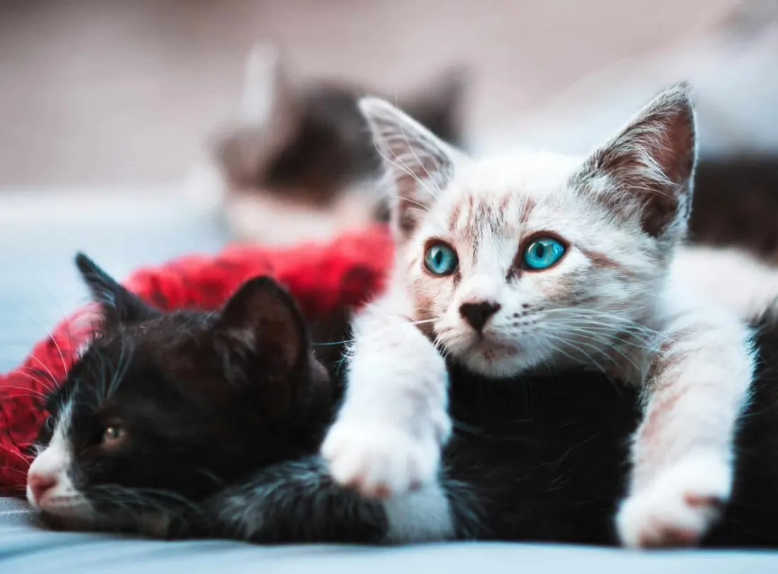 Christmas Dinner for a Good Cause: Carvoeiro Cat Charity's Festive Fundraiser in the Algarve