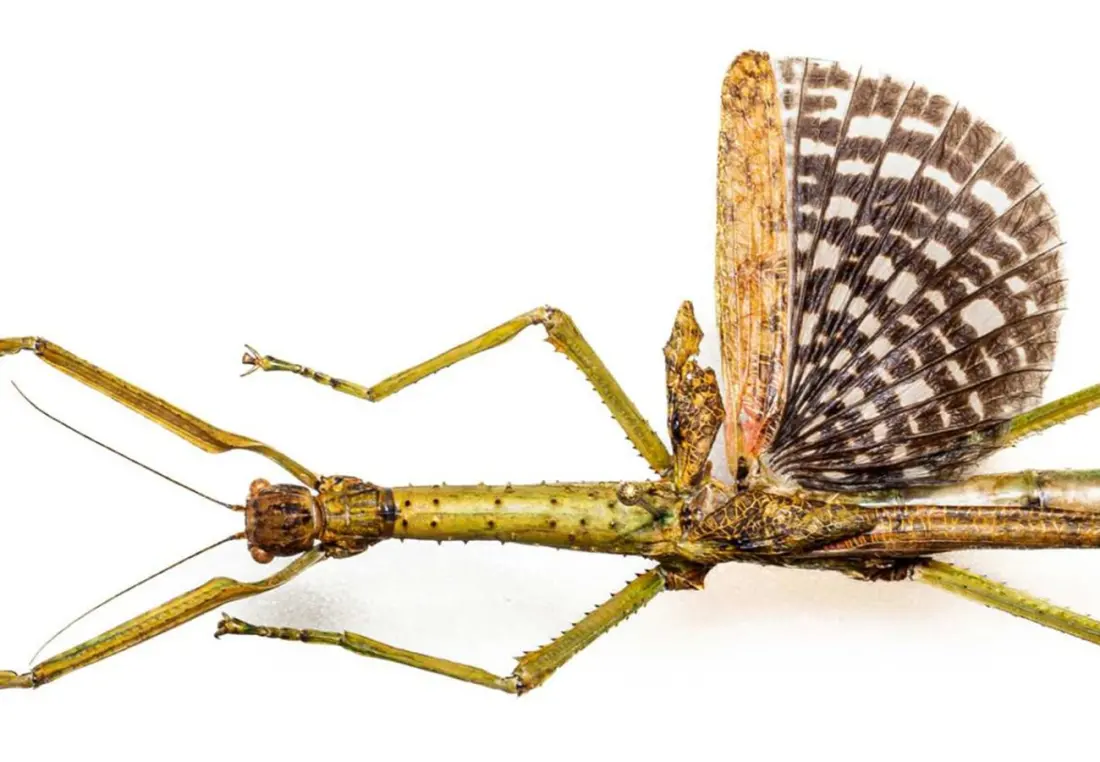 Giant Stick Insects Hiding in Plain Sight: Australia's Backyards Just Got Wilder