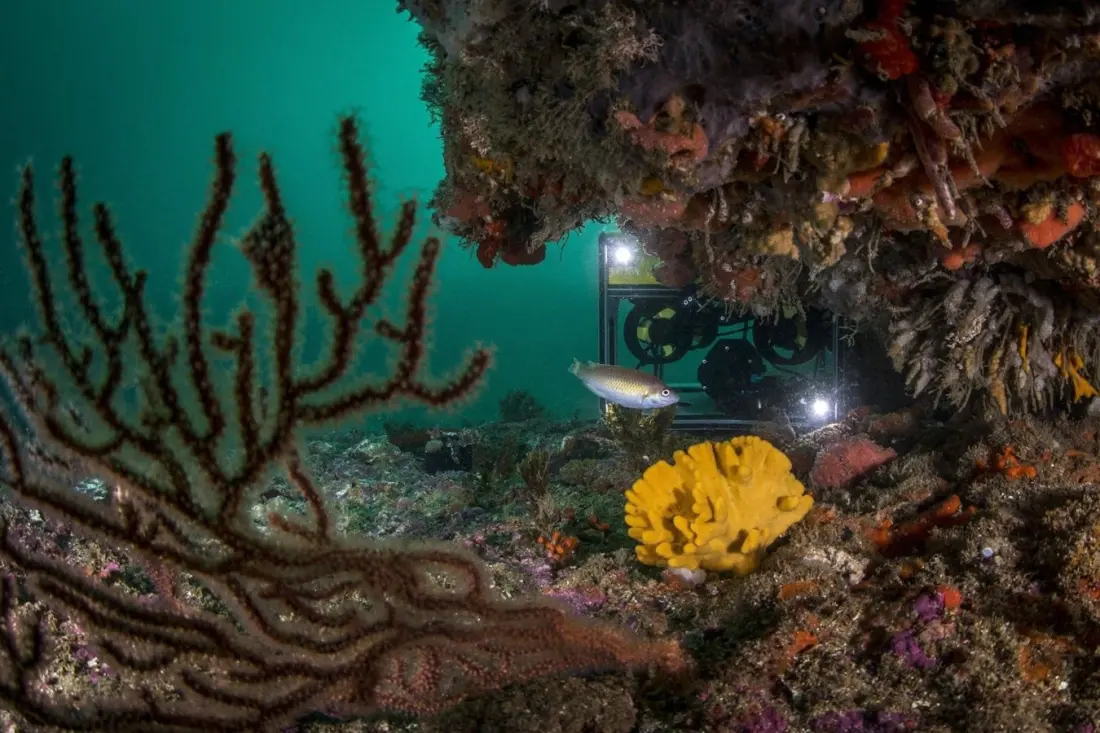 Free photo exhibition in Lagoa spotlights the Algarve's new marine protected reef