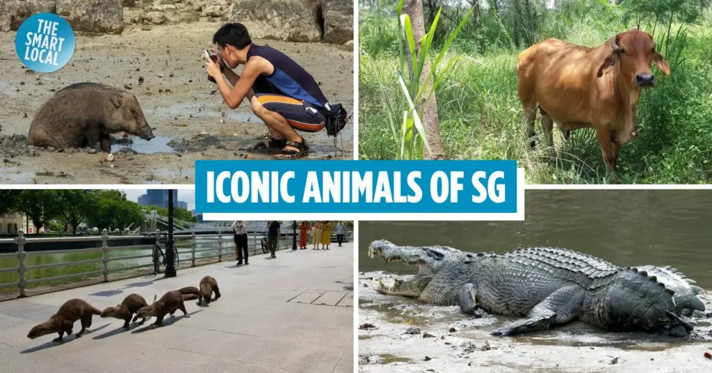 Otters, A Famous Orangutan And A Cow On An Island: Singapore's Most Beloved Animals