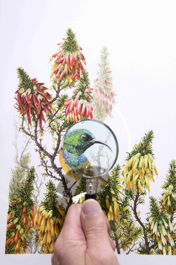 A Botanical Art Gallery Hidden in the Fynbos at Grootbos