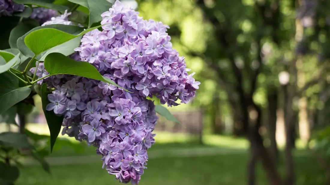 Siren, Wisconsin: The Tiny 'Lilac Capital' With Antique Shops and Hook-Shaped Lakes