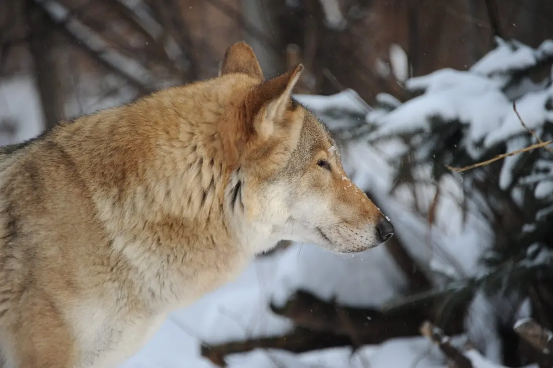 Wolves vs Thru-Hikers on the Appalachian Trail? The Satire Behind This Year's Wildest Trail Story