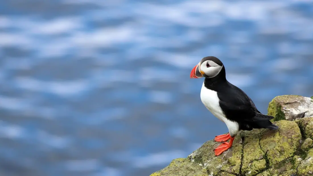 Puffins, Sea Eagles and Arctic Gulls: Norway's Birdwatching Season by Season