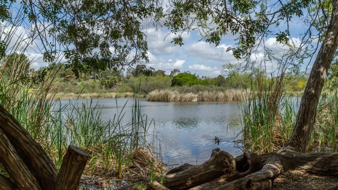 Guajome Regional Park: Wetlands, Fishing and Camping Under Two Hours From LA