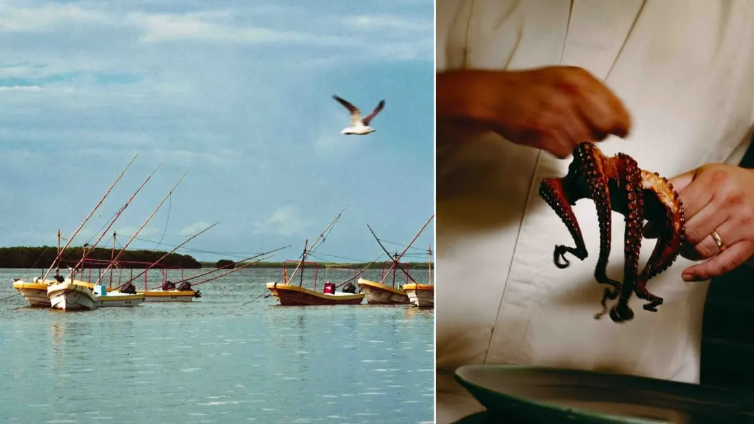 Why the Yucatán's Octopus Fishers Might Be Mexico's Most Sustainable Catch