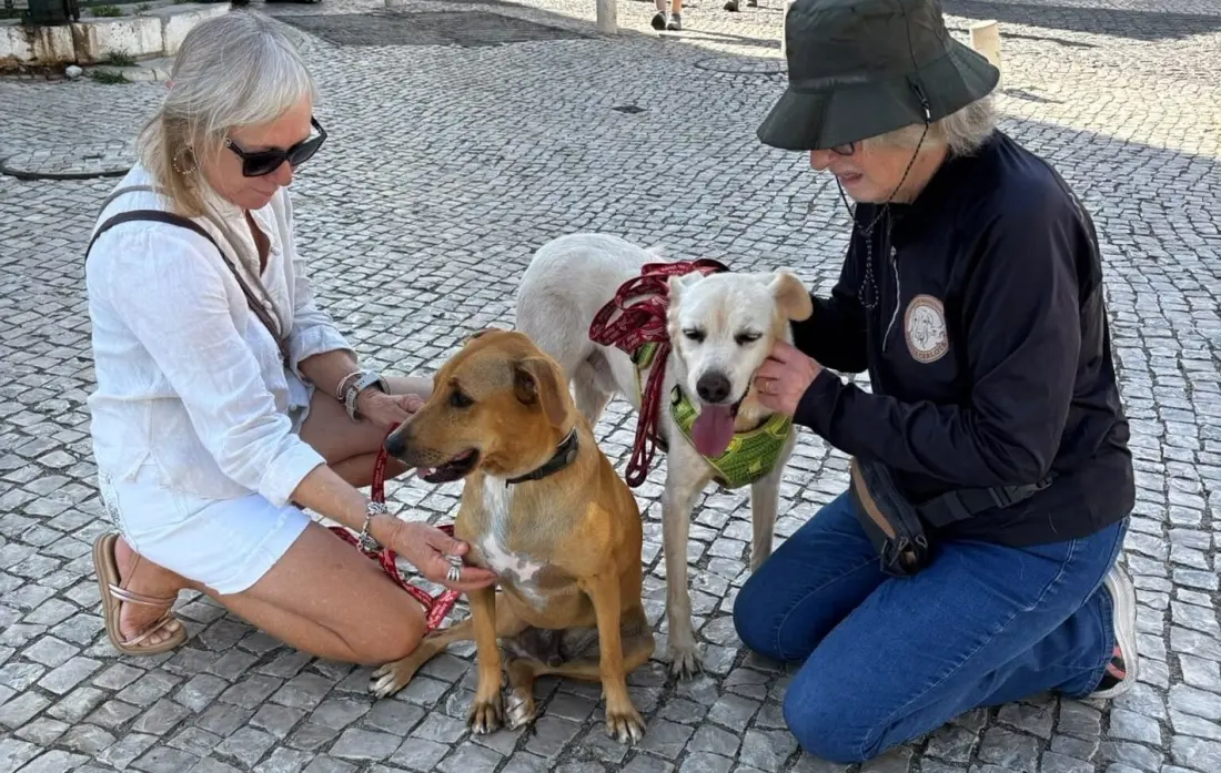 Charity night in the Algarve: catch live music near Lagos and support dog shelter Cadela Carlota