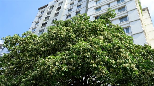Hà Nội's iconic milk-flower scent is dividing the city