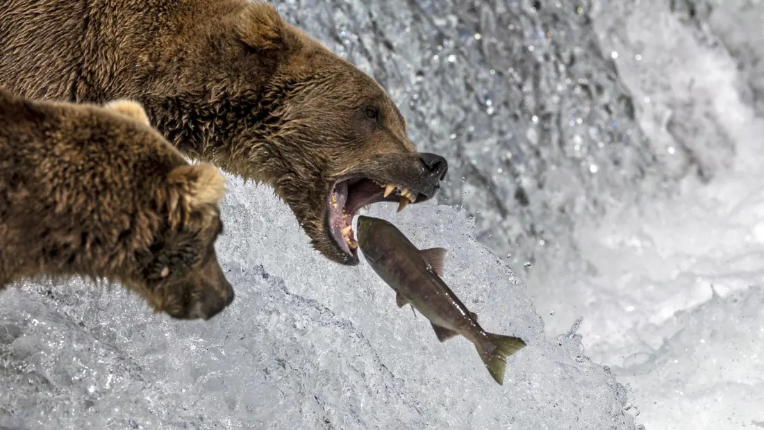Ten Salmon Fisheries That Turn an American Fishing Trip Into the Holiday of the Year