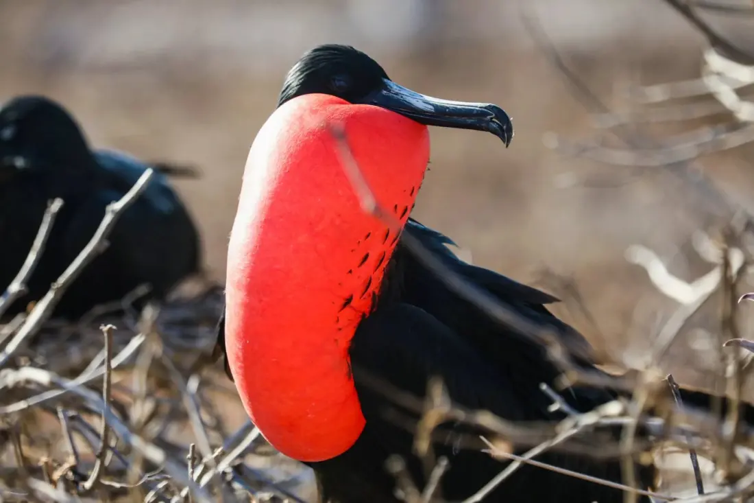 Meet the magnificent frigatebird: the sky pirate with a balloon throat