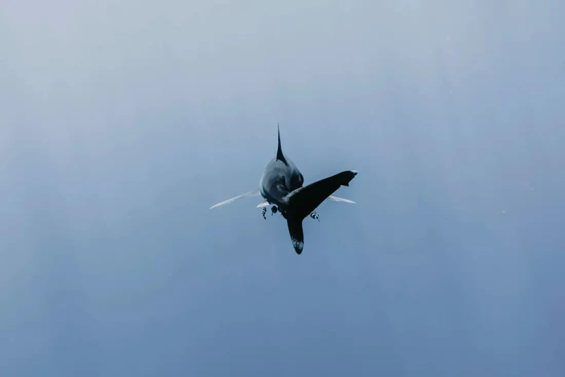 Shark attack claims swimmer at Orient Beach in South Africa's Eastern Cape; two beaches closed