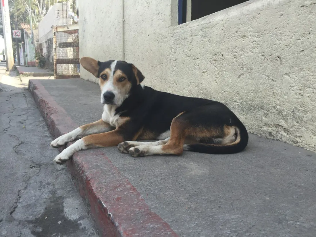Mexico's street dogs are fading from the streets — and pet culture is booming