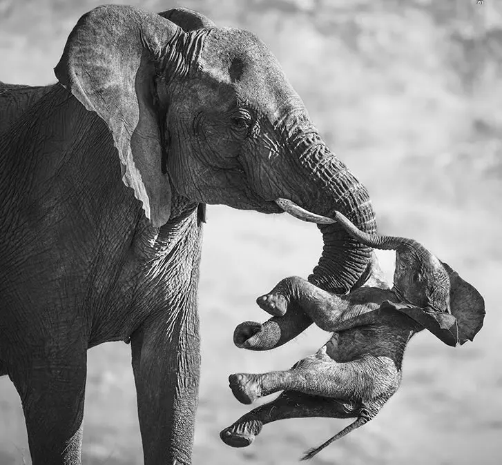 An Elephant Carrying Her Dead Calf Wins Wildlife Photographer of the Year 2026