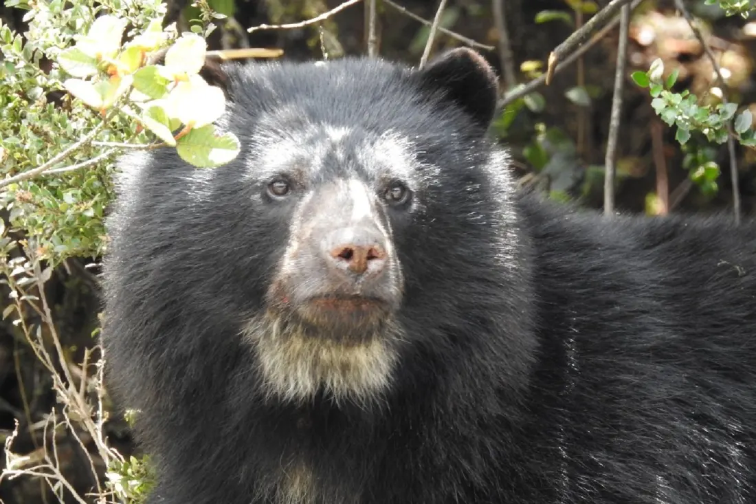 First-Ever Detection of Dog and Pigeon Viruses in Colombia's Wild Cats, Bears and Parrots