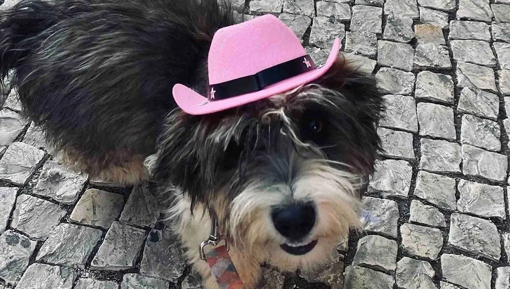 Off-grid in Portugal with a puppy, a data centre and one very suspicious dog