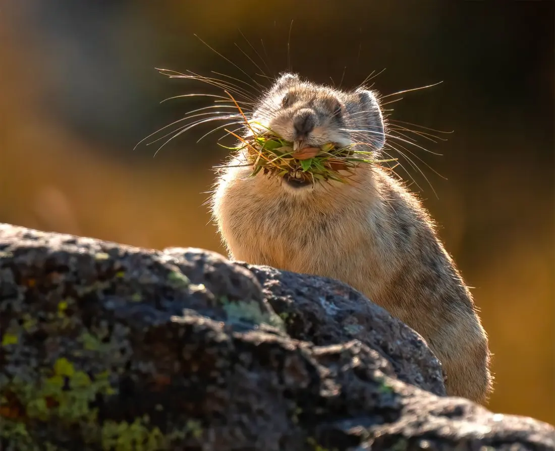Fat Pika Week: The Alpine Contest Celebrating America's Roundest Mountain Mammal