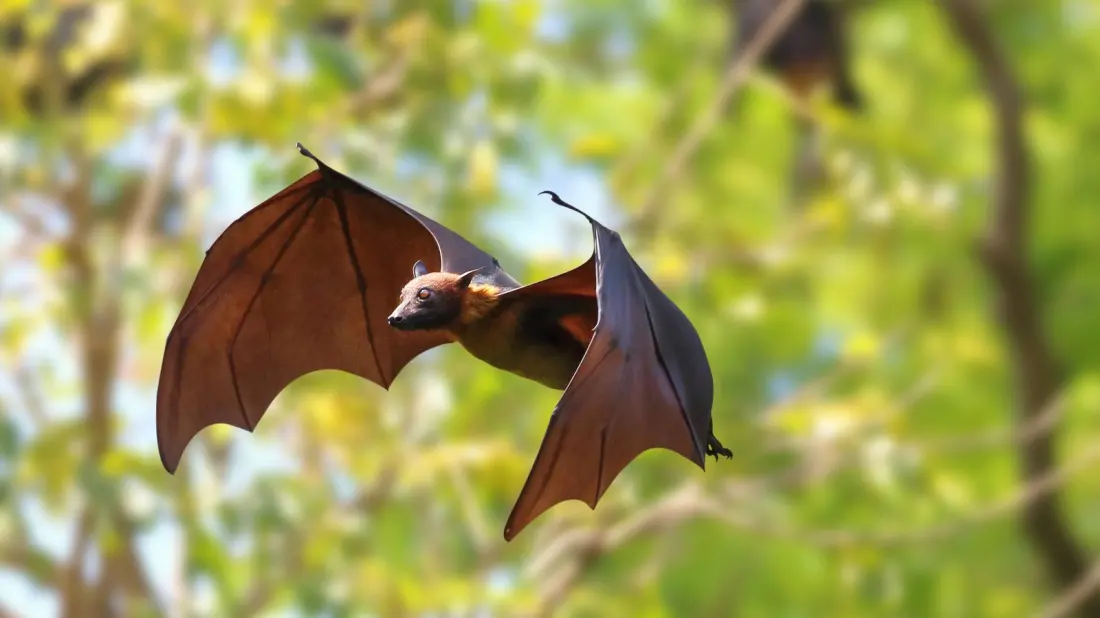 Why Hawaii Is the Only Rabies-Free State in the US — and What It Means for Travellers with Pets