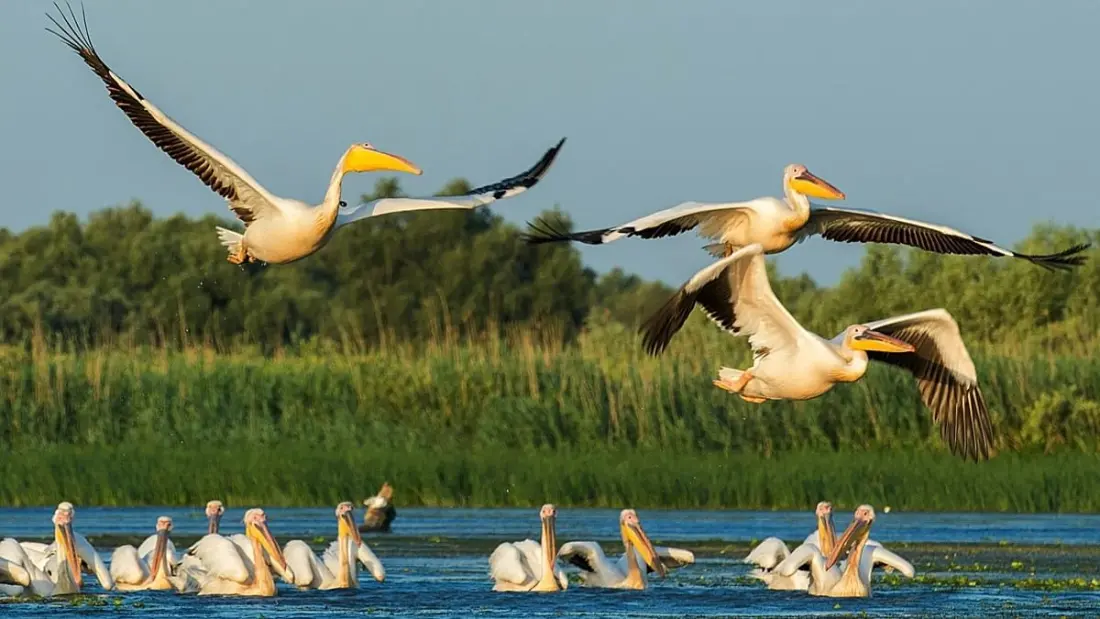 Binoculars at the ready: why birdwatching is travel's breakout trend for 2027