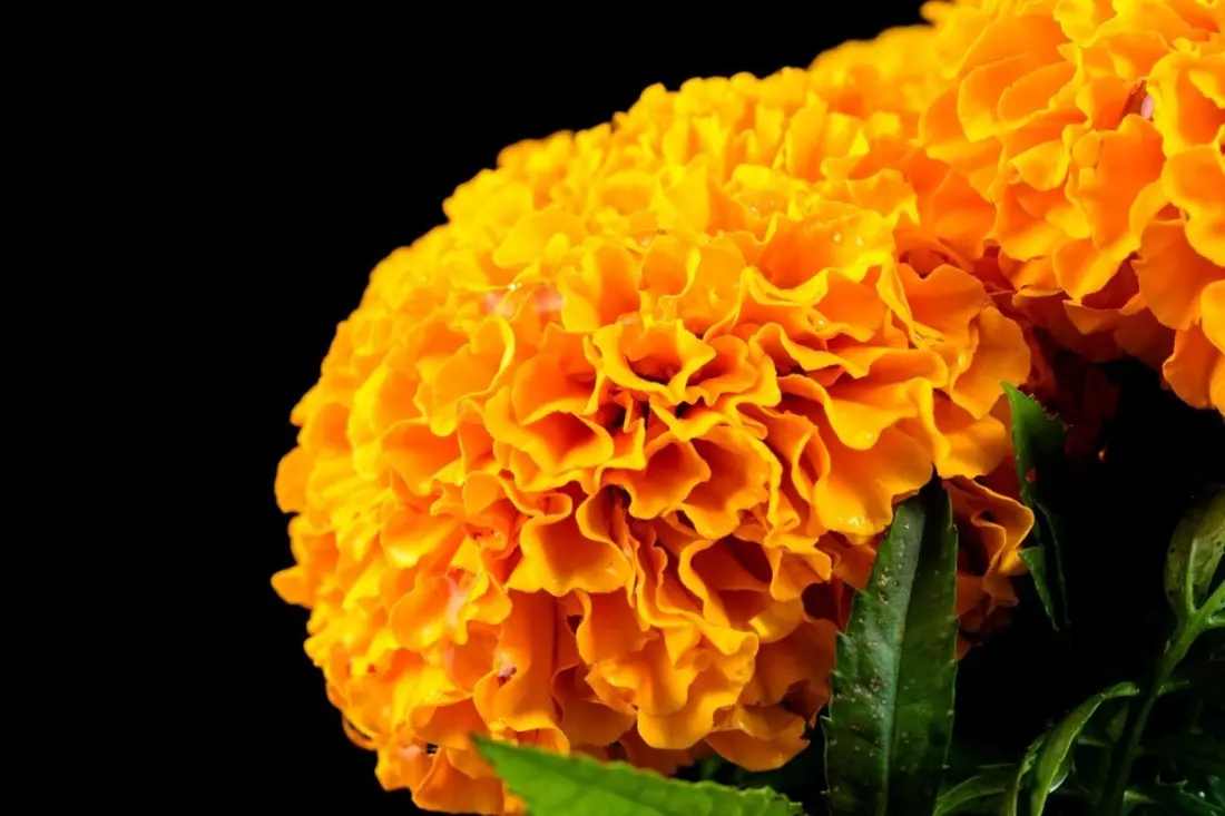 Cempaxochitl: The Marigold That Guides Mexico's Day of the Dead