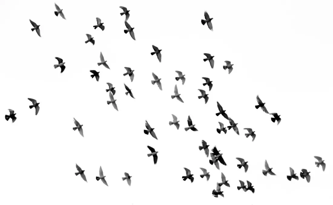 Summer migrants are back: where to watch South Africa's seasonal birds