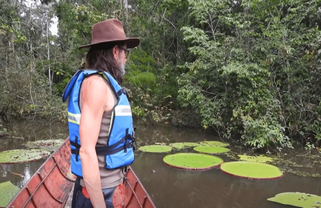 Colombia's Orinoquia yields a giant water lily new to science: meet Victoria colombiana
