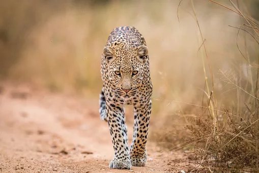 Leopards return to South Africa's West Coast after 170 years — and no one brought them back