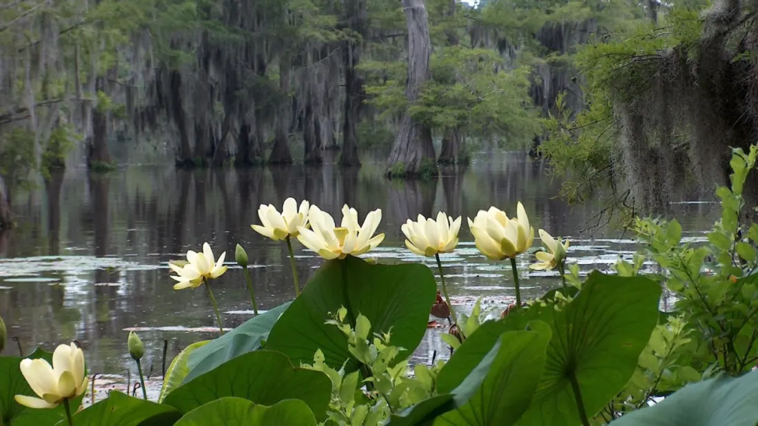 Lake Bistineau State Park: Cypress Swamps, Bass Fishing and Quiet Trails Half an Hour From Shreveport