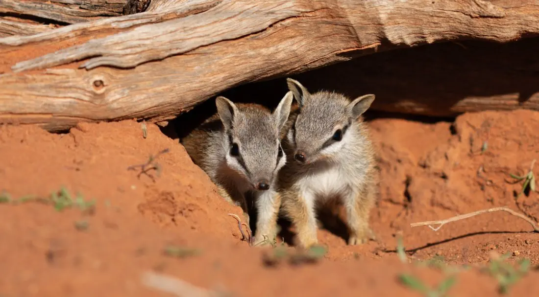 From koalas to numbats: four Australian conservation stories travellers should know