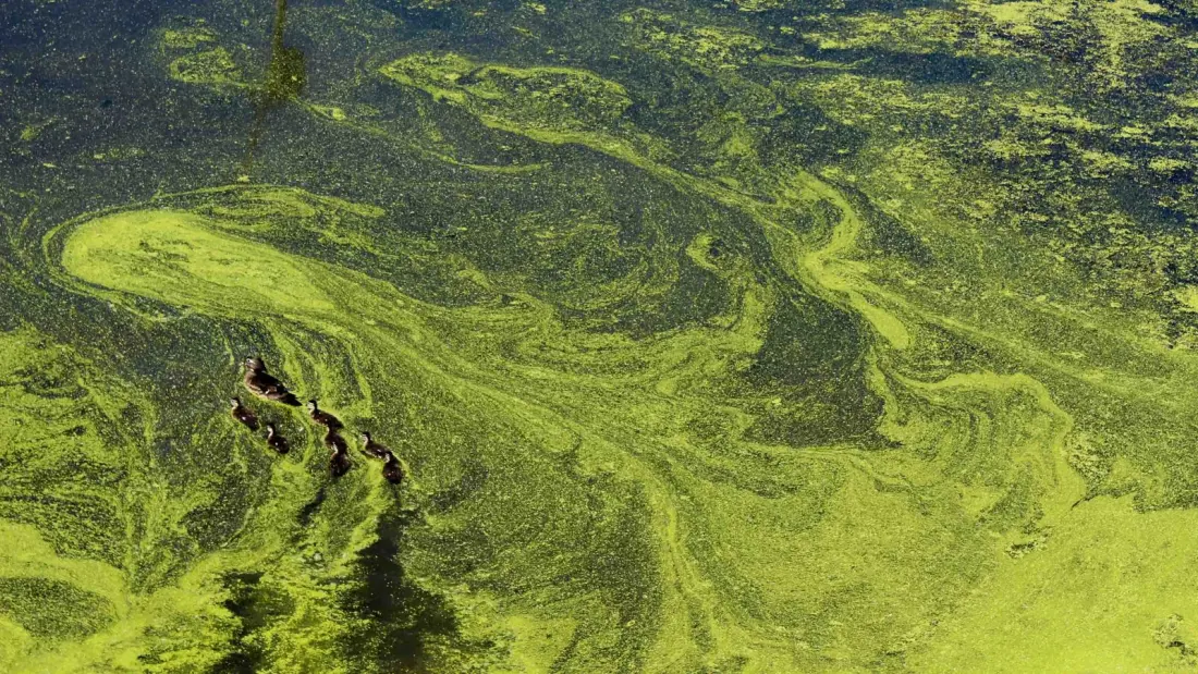 Windermere's sewage problem and the French lake that proves it can be fixed