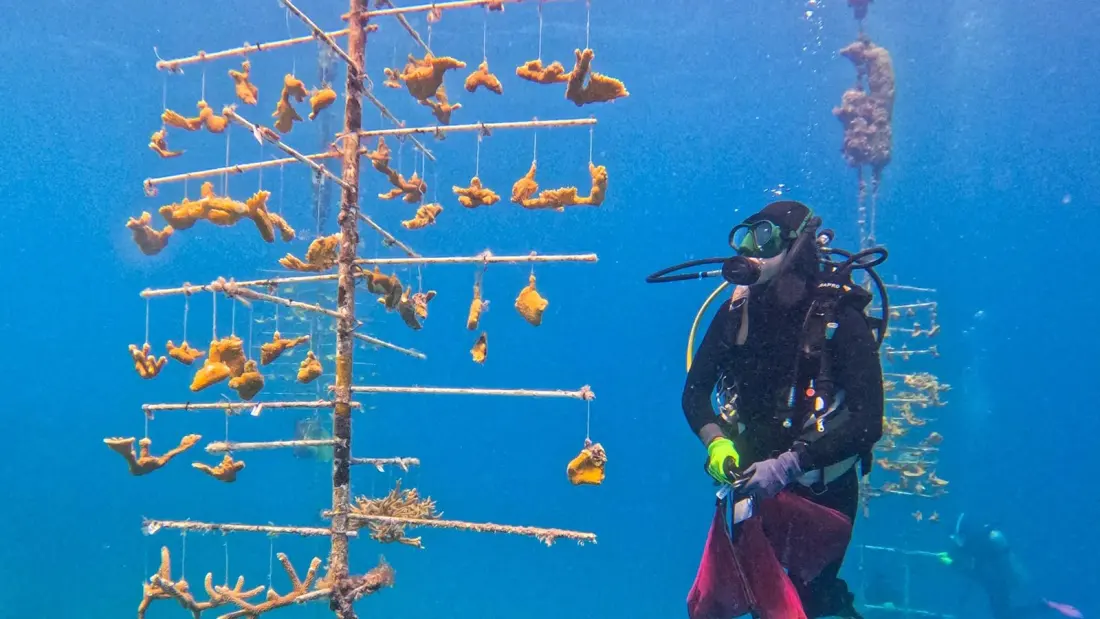 Antigua's Reefs Just Got a Big Boost: 5,800 New Corals Planted in Record Restoration Year