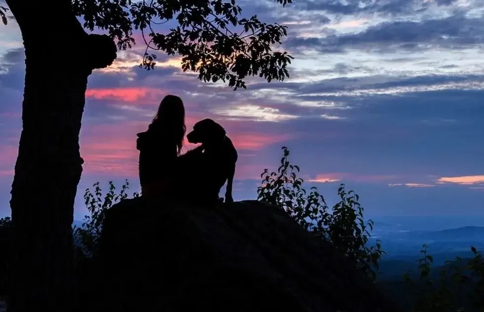 Seven US National Parks Where Your Dog Is Actually Welcome