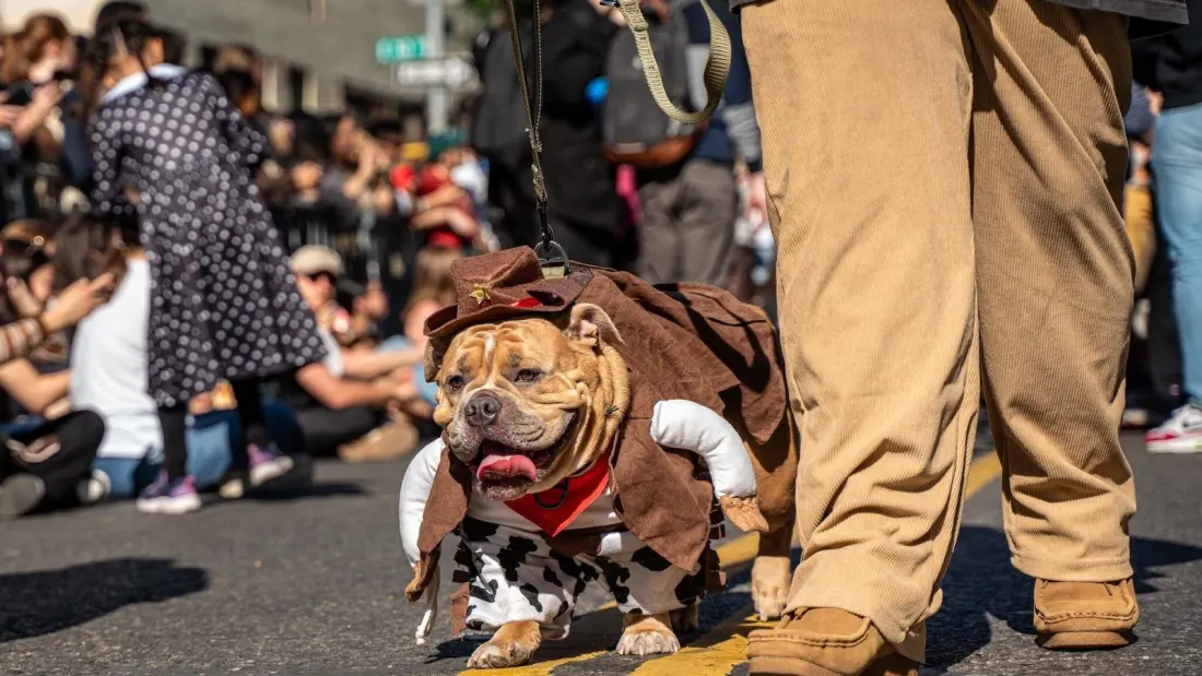 Puptoberfest returns to Calgary's Bow River waterfront with a dog fashion show and free entry