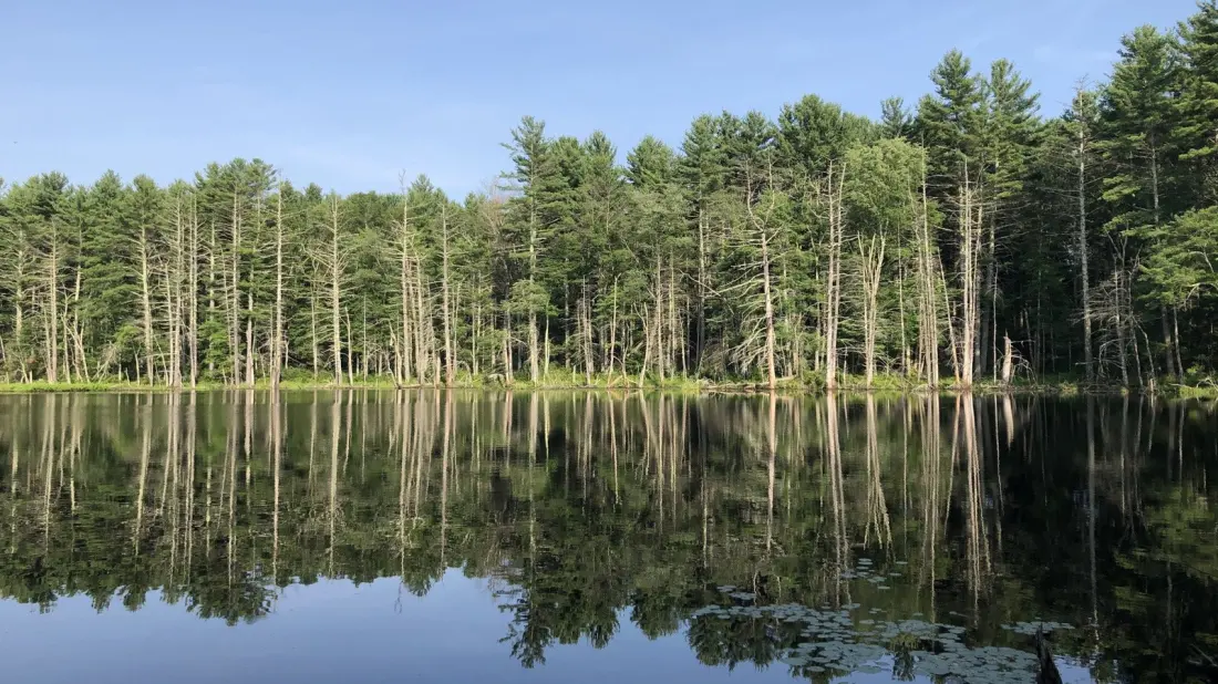 Upton State Forest: 2,660 Acres of Trails and CCC History Under an Hour From Boston