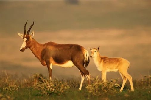 Five South African animals that clawed their way back from the brink